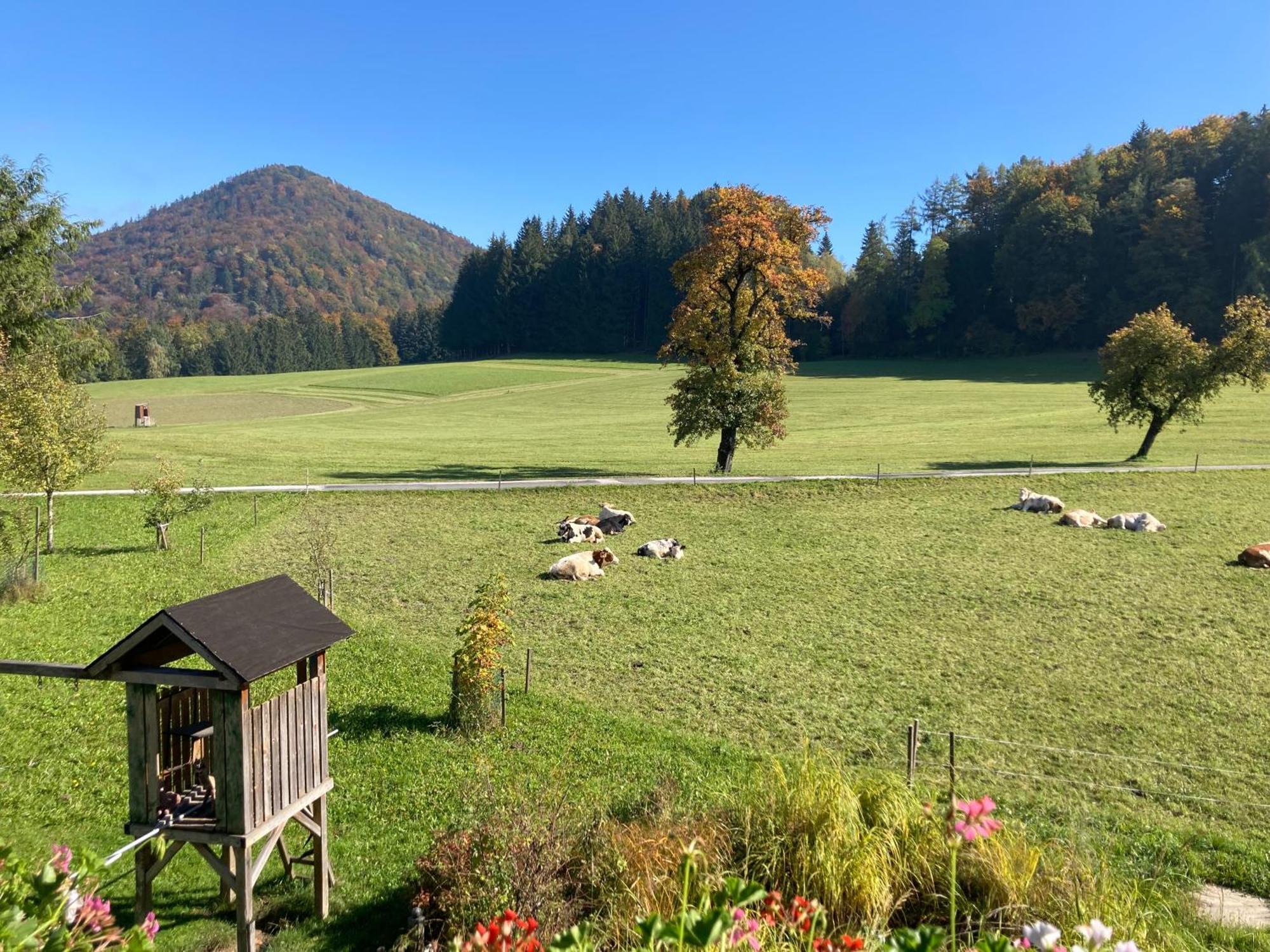 Obereggut Leilighet Hof bei Salzburg Eksteriør bilde